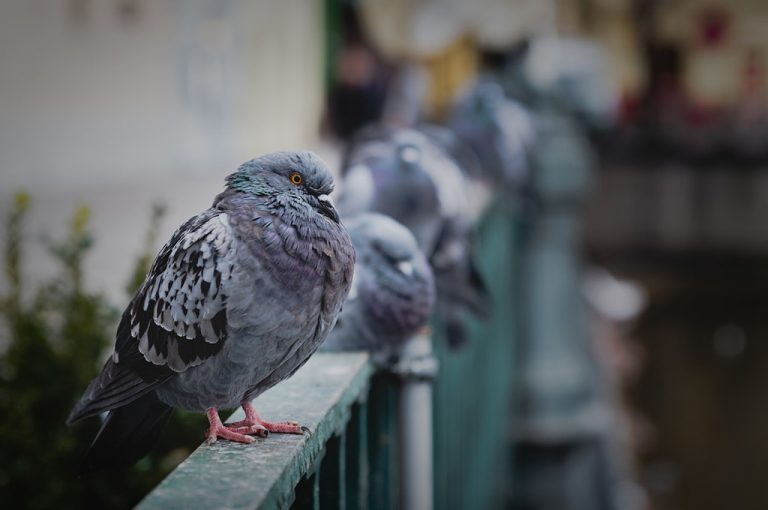 Allontanamento veloce Volatili Roma
